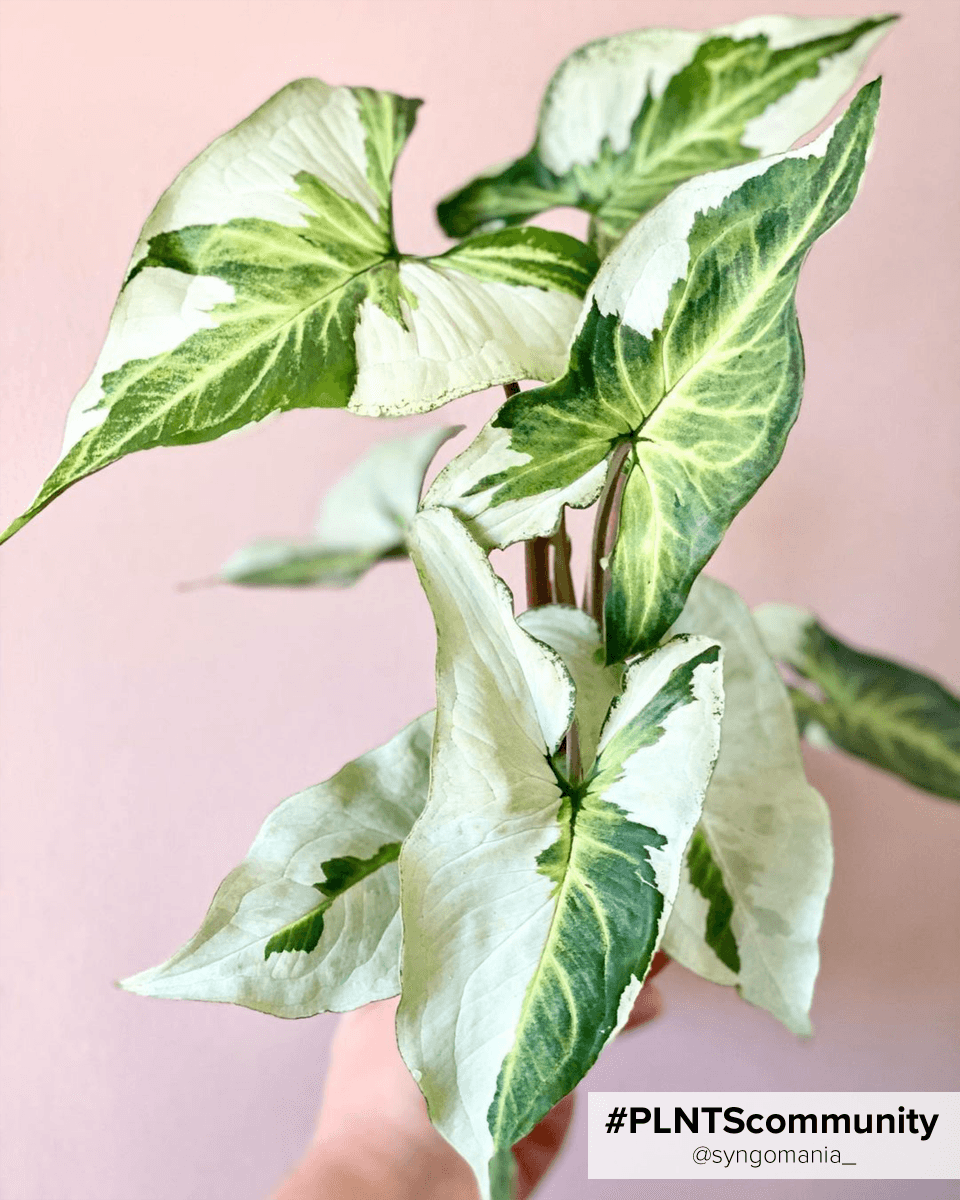 Bebé Syngonium White Butterfly
