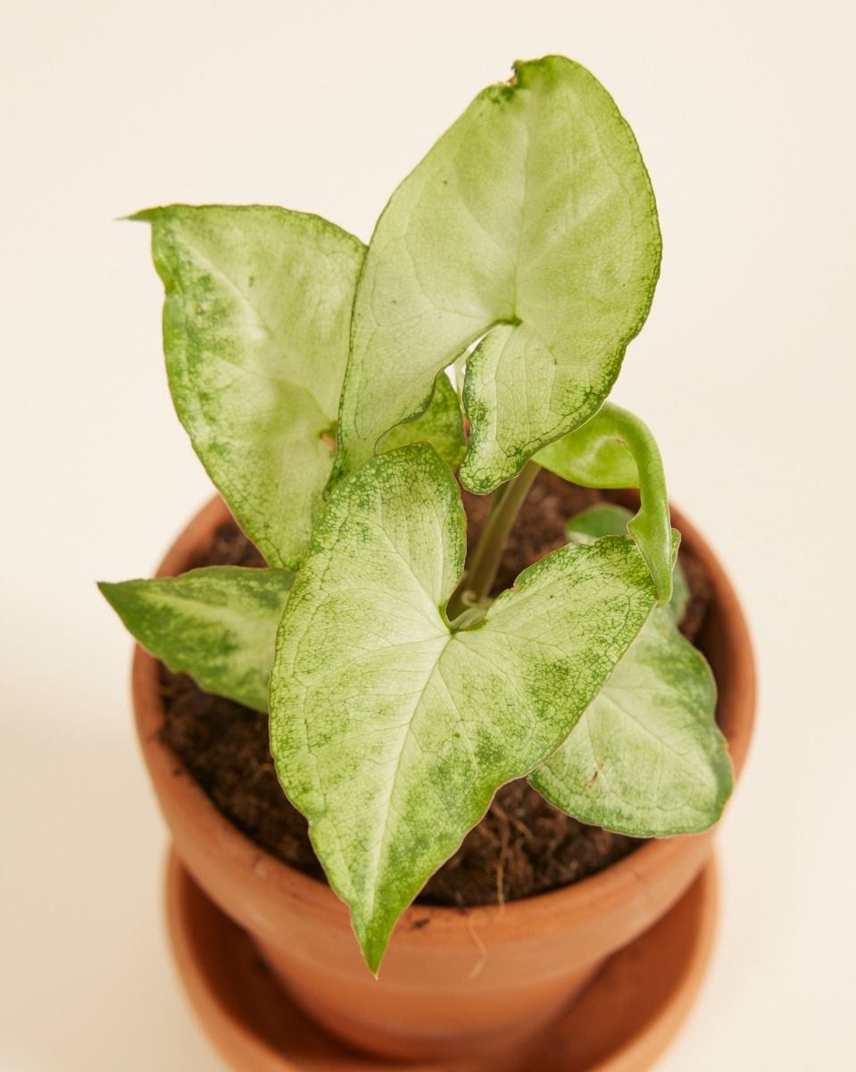 Bebé Syngonium White Butterfly