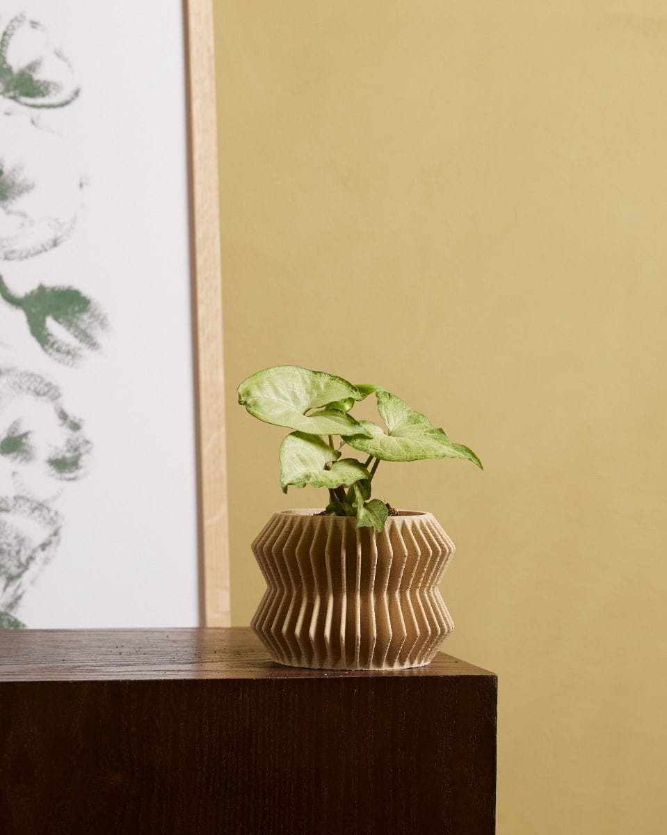 Bebé Syngonium White Butterfly