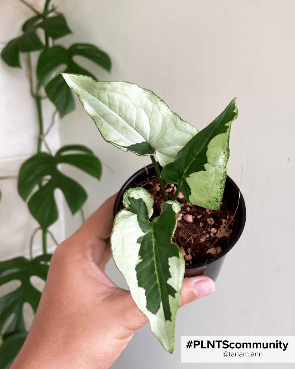 Bebé Syngonium White Butterfly