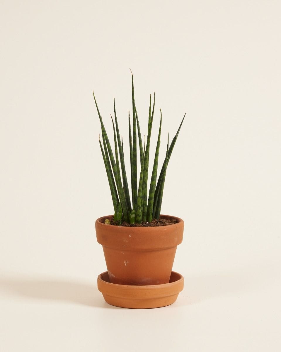 Bebé Sansevieria Snake plant Fernwood Mikado