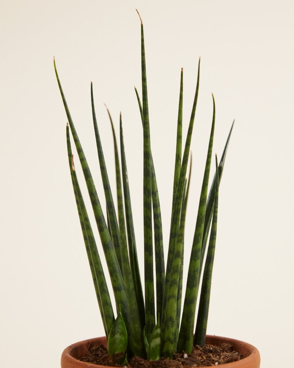 Bebé Sansevieria Snake plant Fernwood Mikado