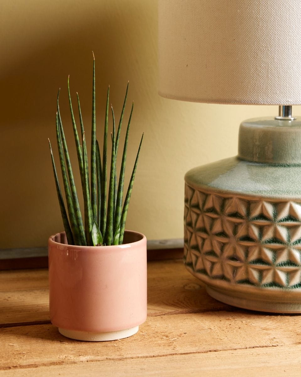 Bebé Sansevieria Snake plant Fernwood Mikado