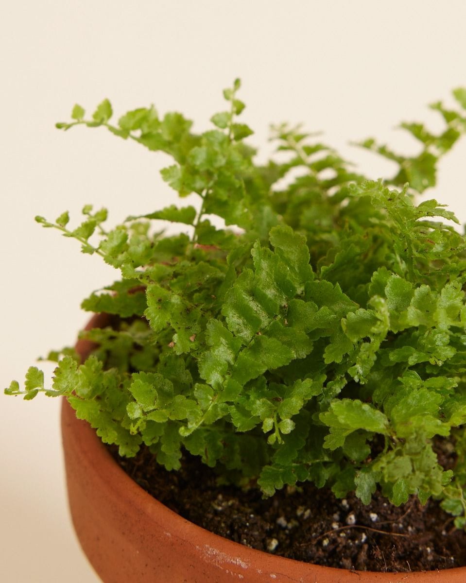Bebé Nephrolepis Swordfern Green Fantasy