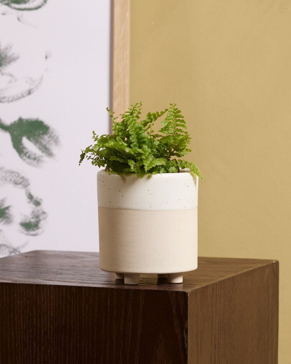 Bebé Nephrolepis Swordfern Green Fantasy
