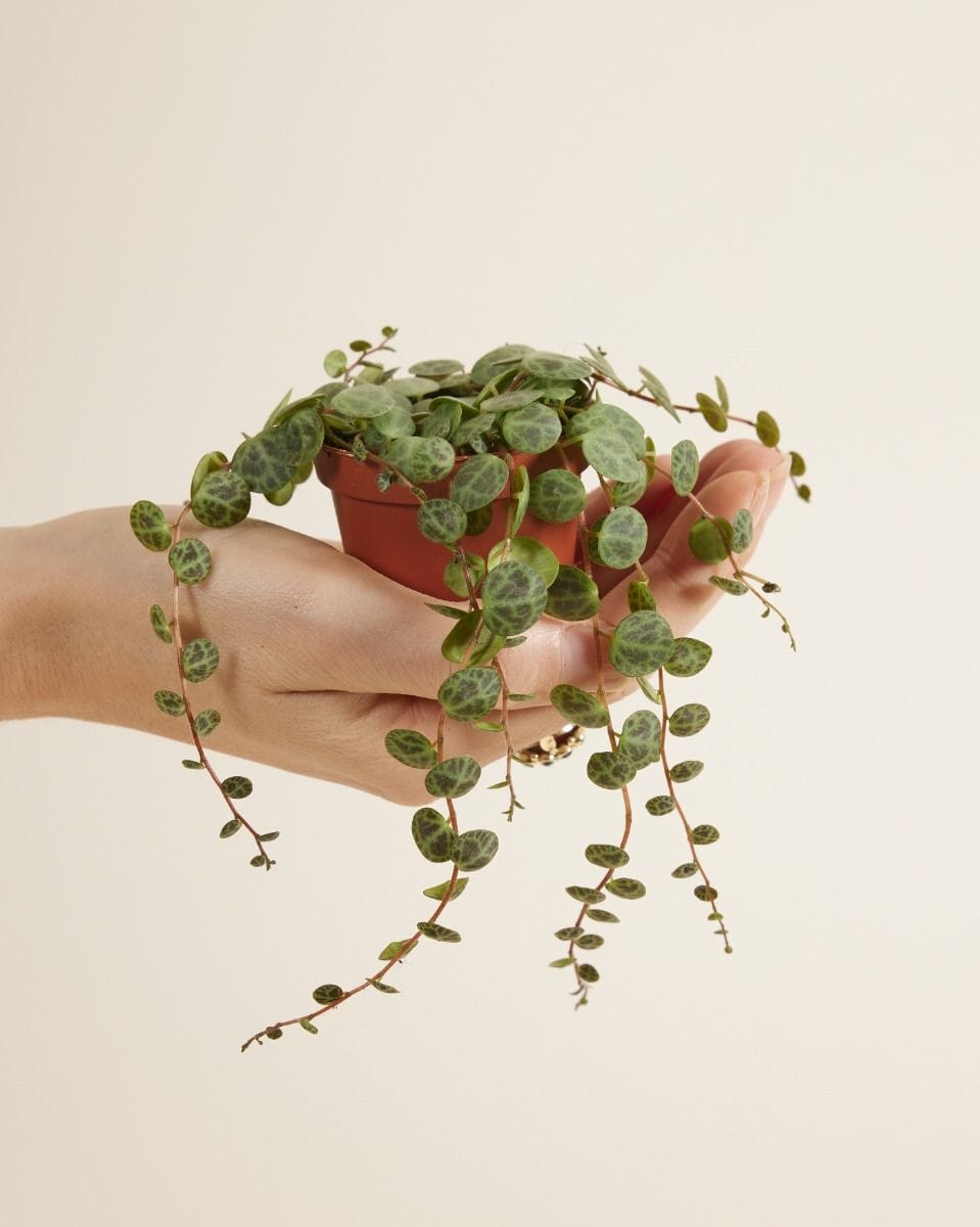 Bebé Peperomia String of Turtles Prostrata