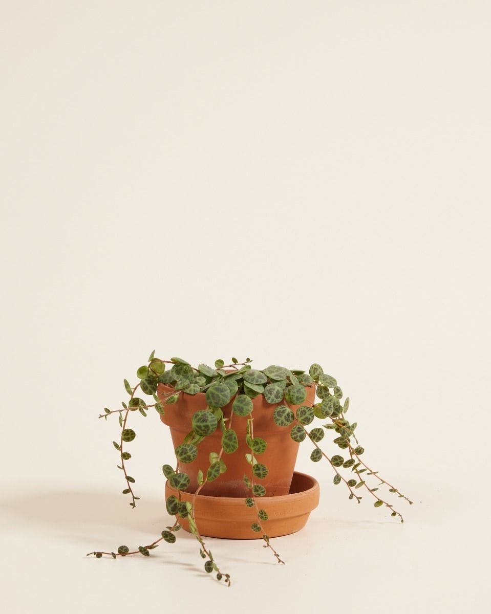 Bebé Peperomia String of Turtles Prostrata