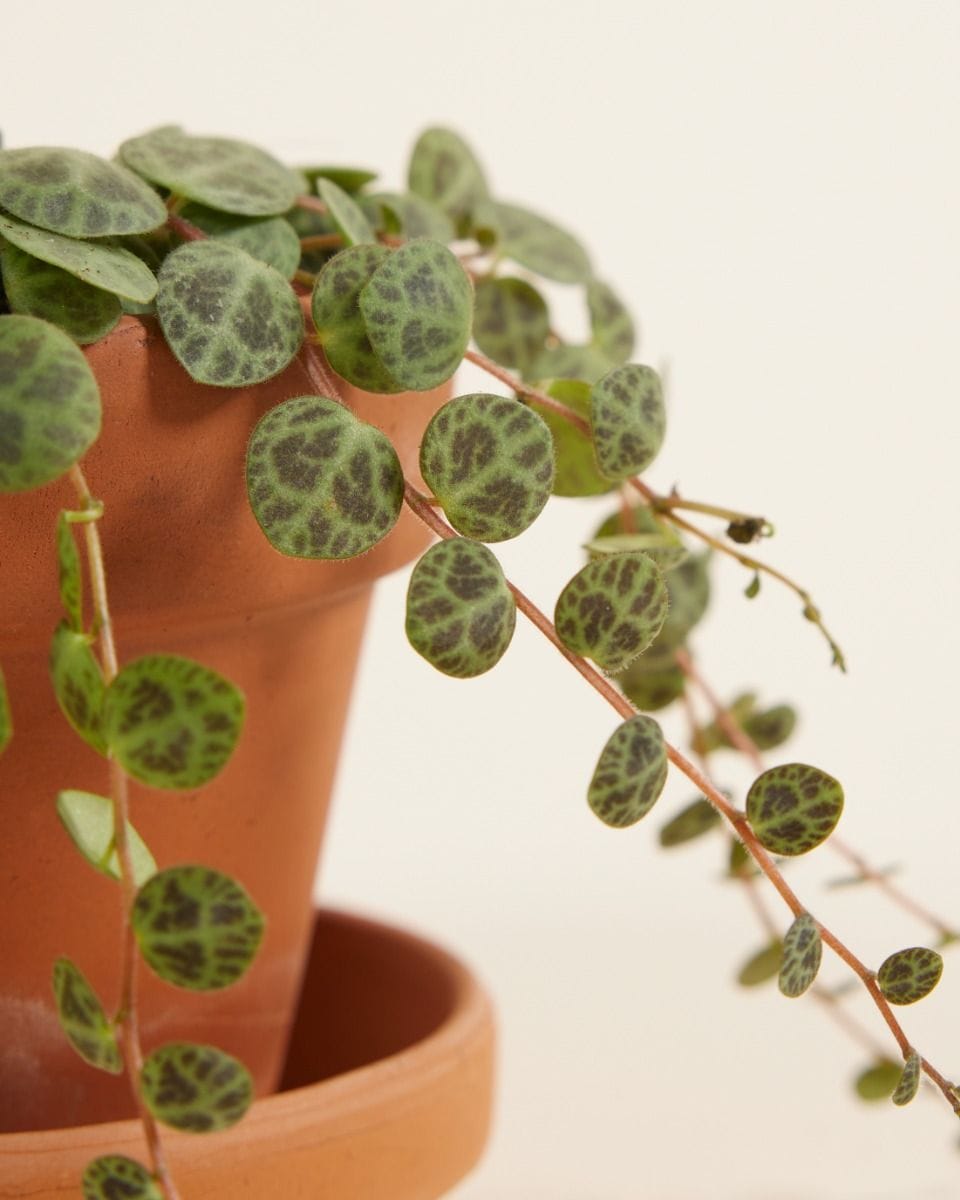 Bebé Peperomia String of Turtles Prostrata