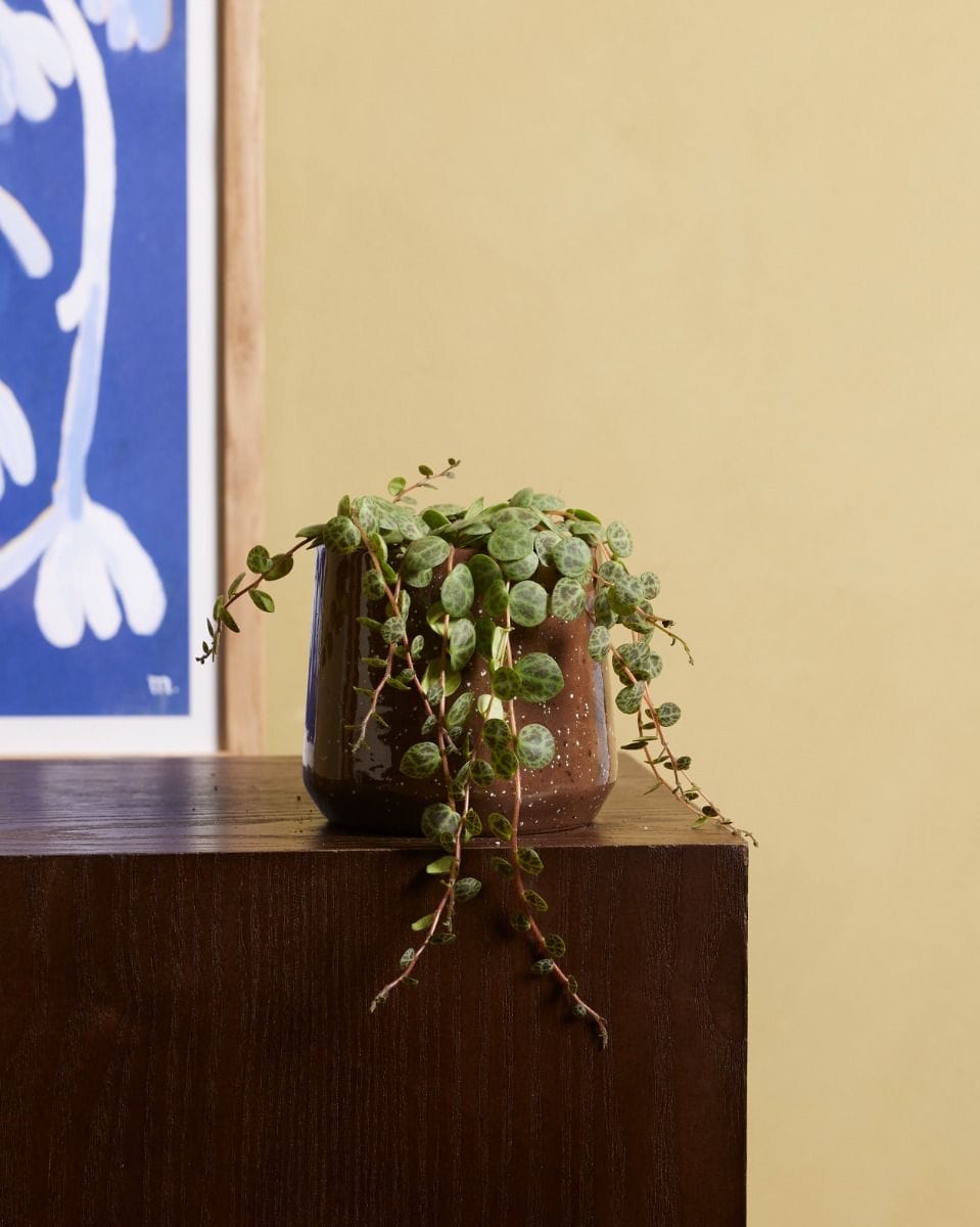 Bebé Peperomia String of Turtles Prostrata