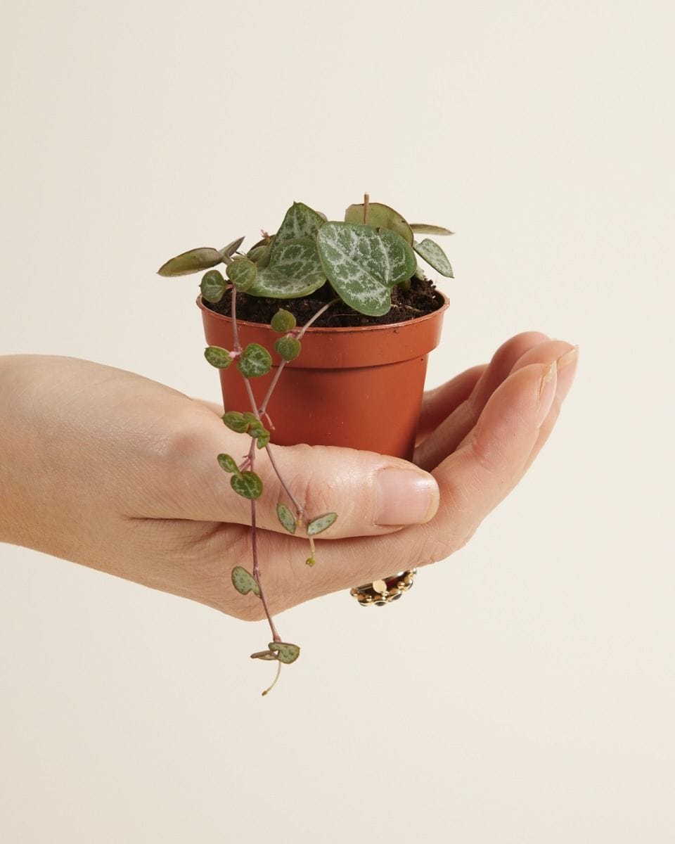 Bebé Ceropegia String of Hearts, Rosary Vine Woodii
