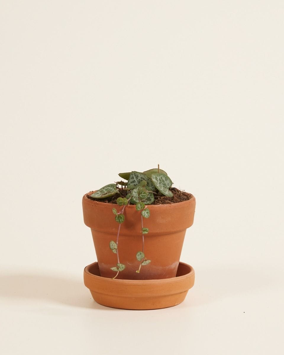 Bebé Ceropegia String of Hearts, Rosary Vine Woodii