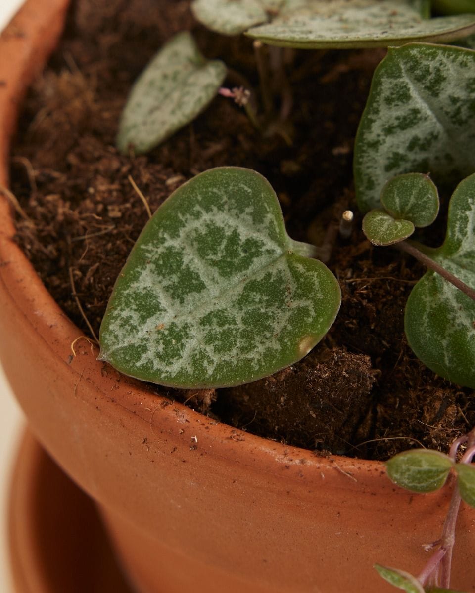 Bebé Ceropegia String of Hearts, Rosary Vine Woodii