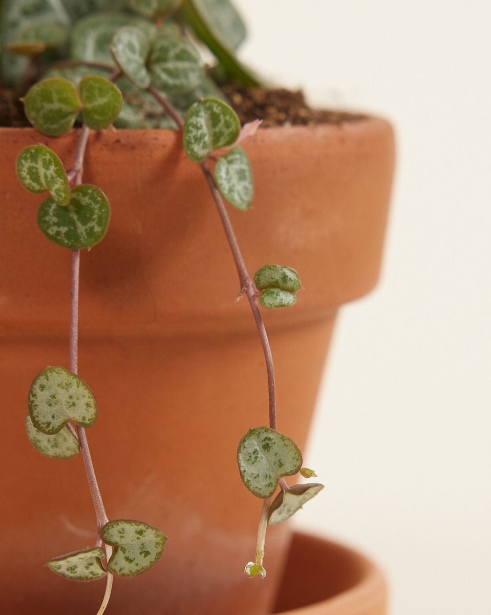 Bebé Ceropegia String of Hearts, Rosary Vine Woodii