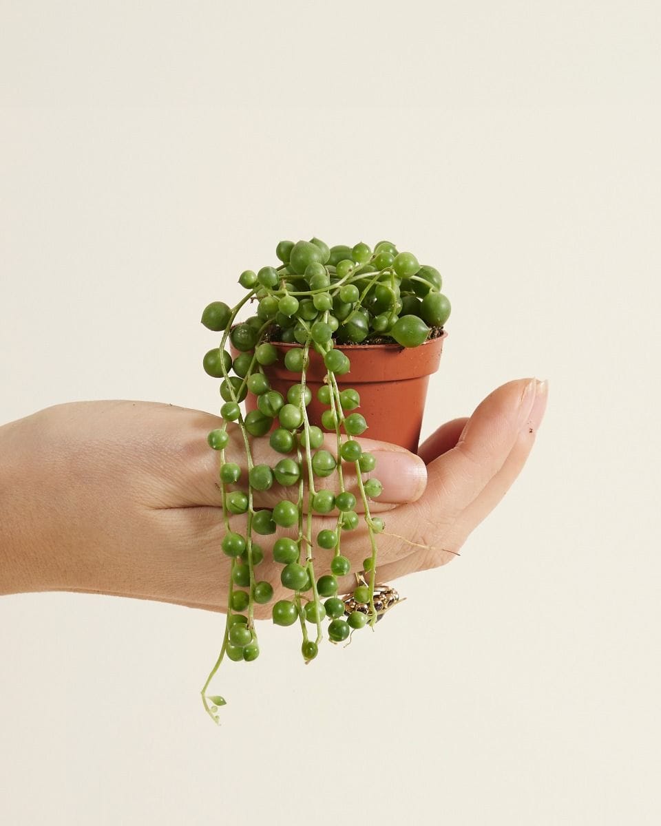 Baby Senecio String of pearls Rowleyanus