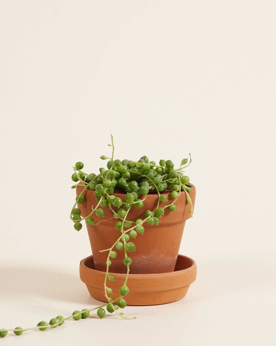 Baby Senecio String of pearls Rowleyanus