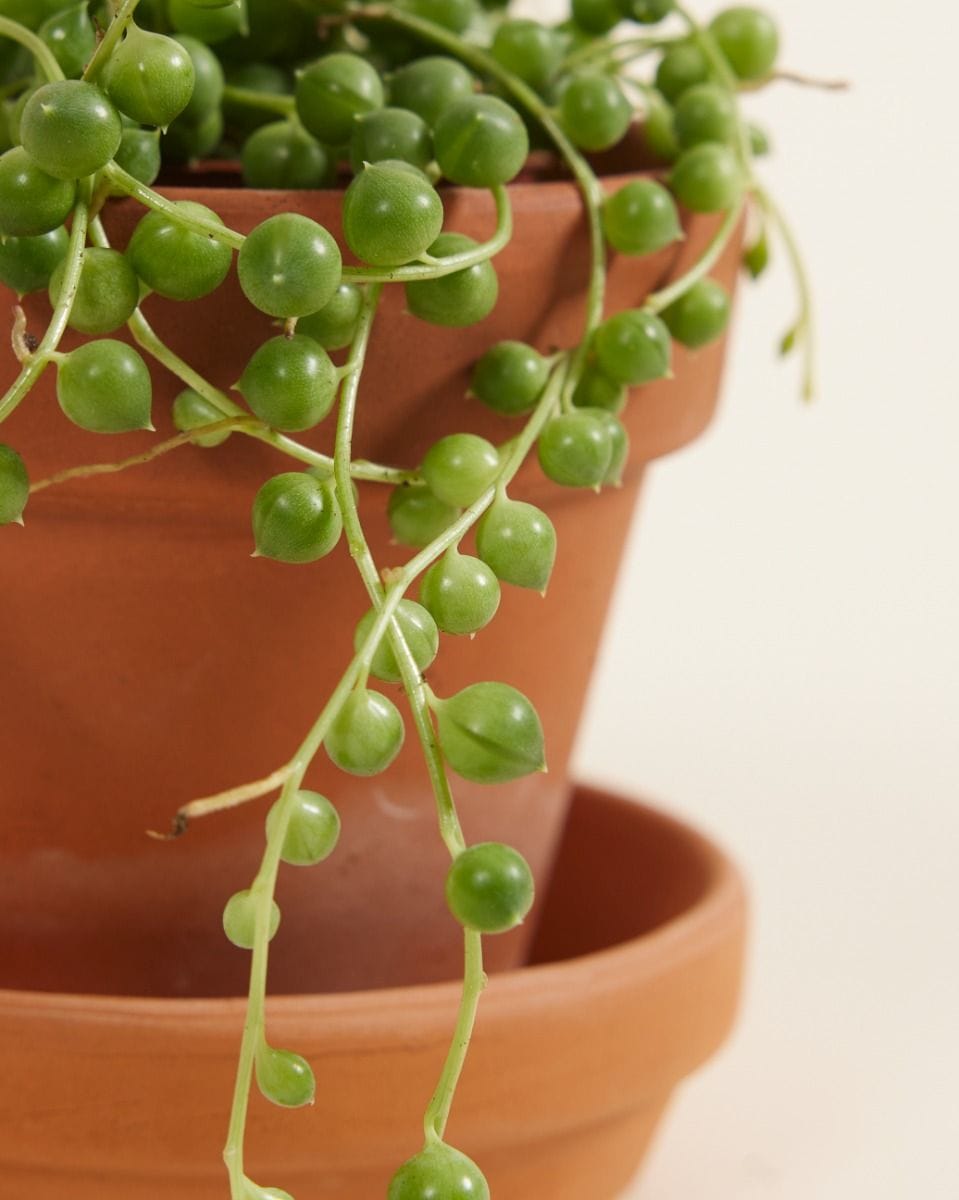 Baby Senecio String of pearls Rowleyanus