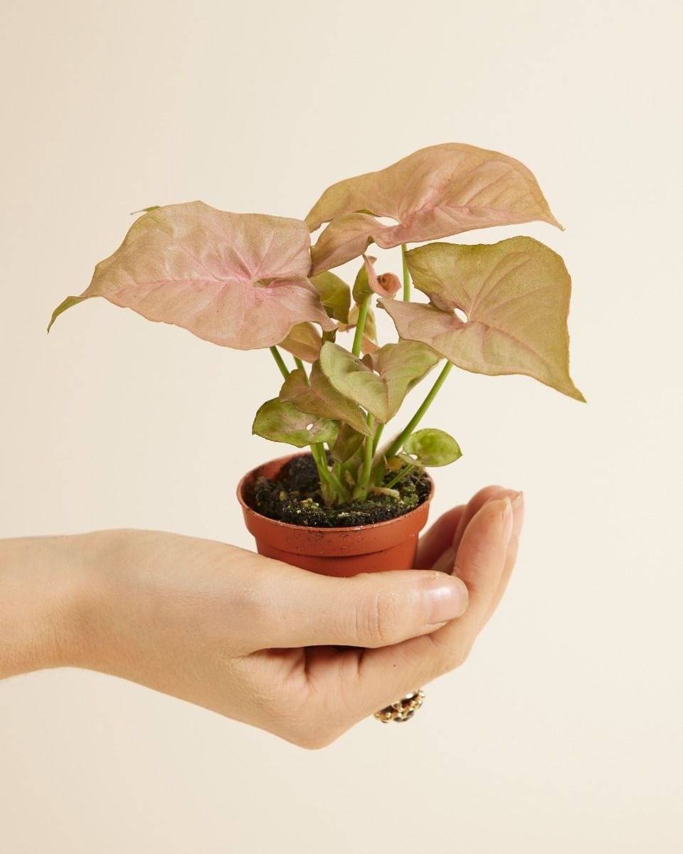 Bebé Syngonium Neon
