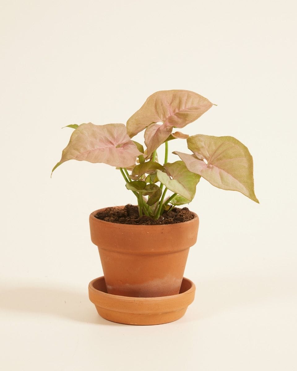 Bebé Syngonium Neon