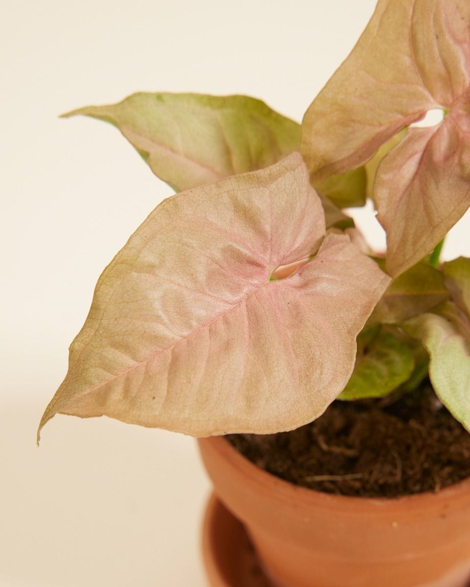 Bebé Syngonium Neon