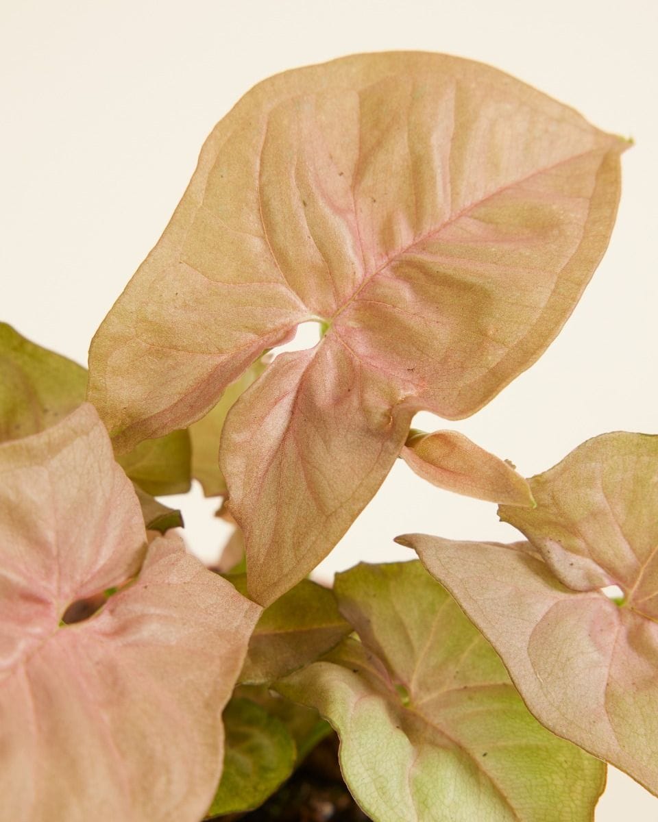 Bebé Syngonium Neon