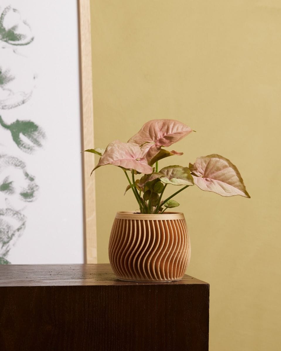 Bebé Syngonium Neon