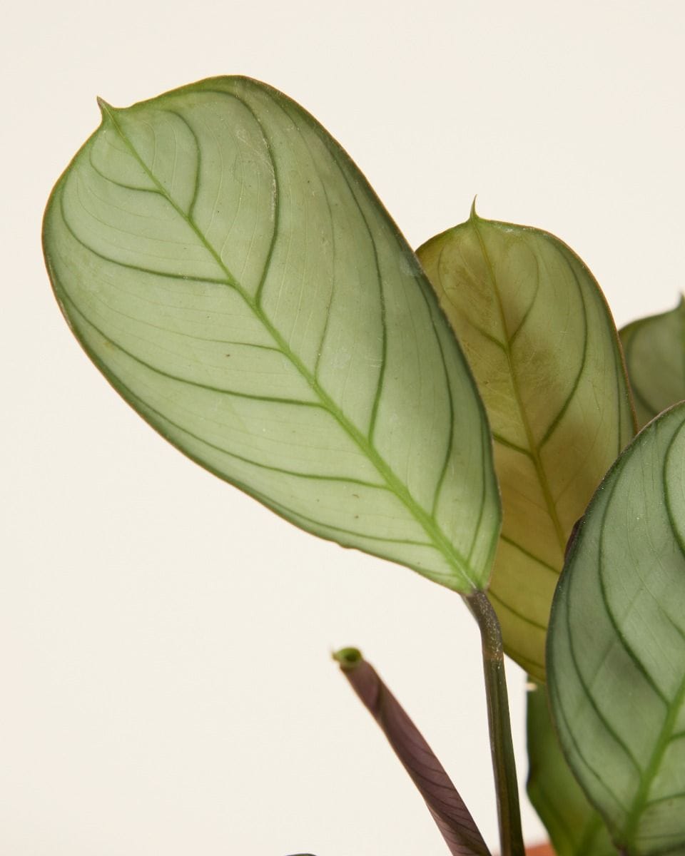 Bebé Ctenanthe Amagris