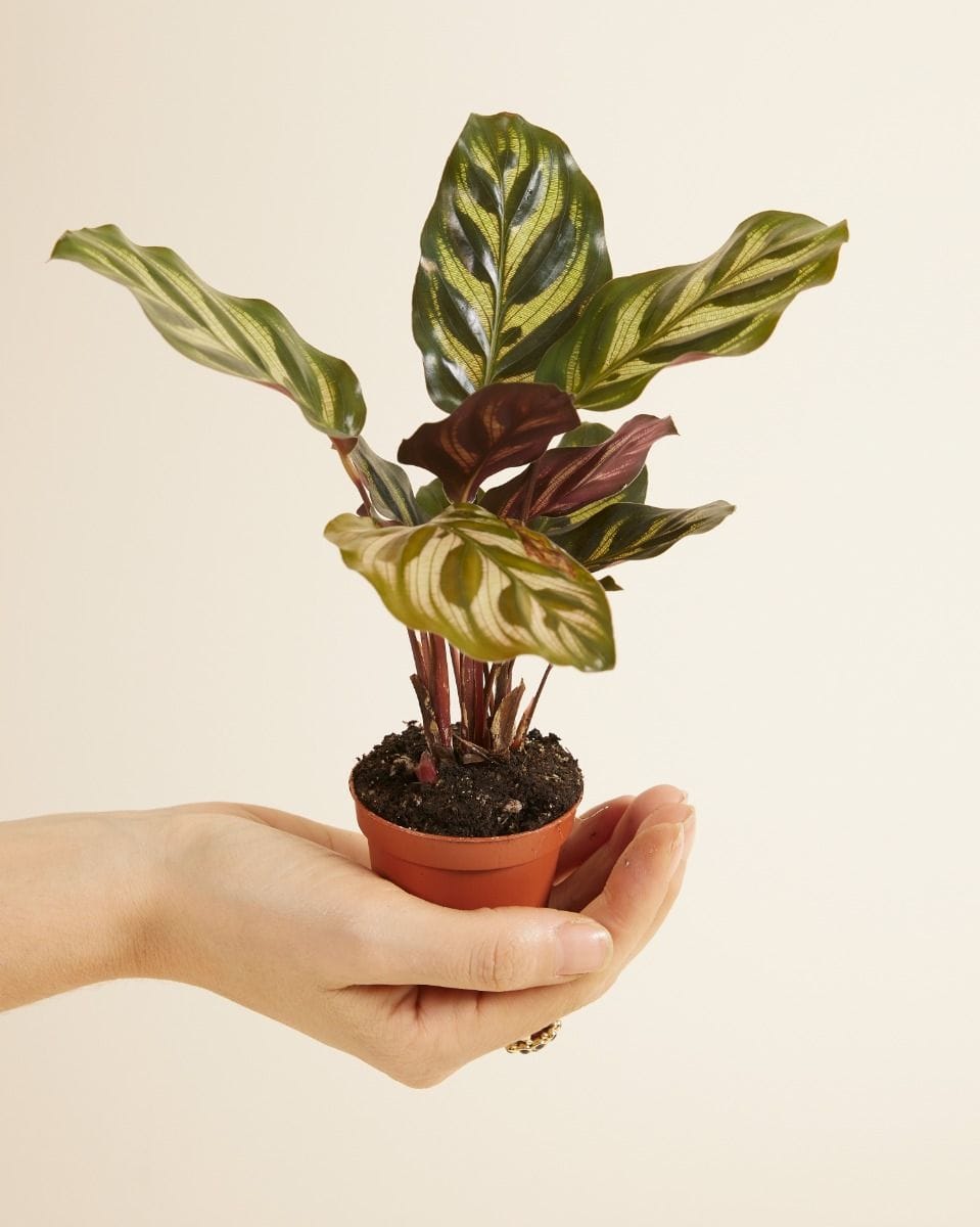 Baby Calathea Peacock plant Makoyana