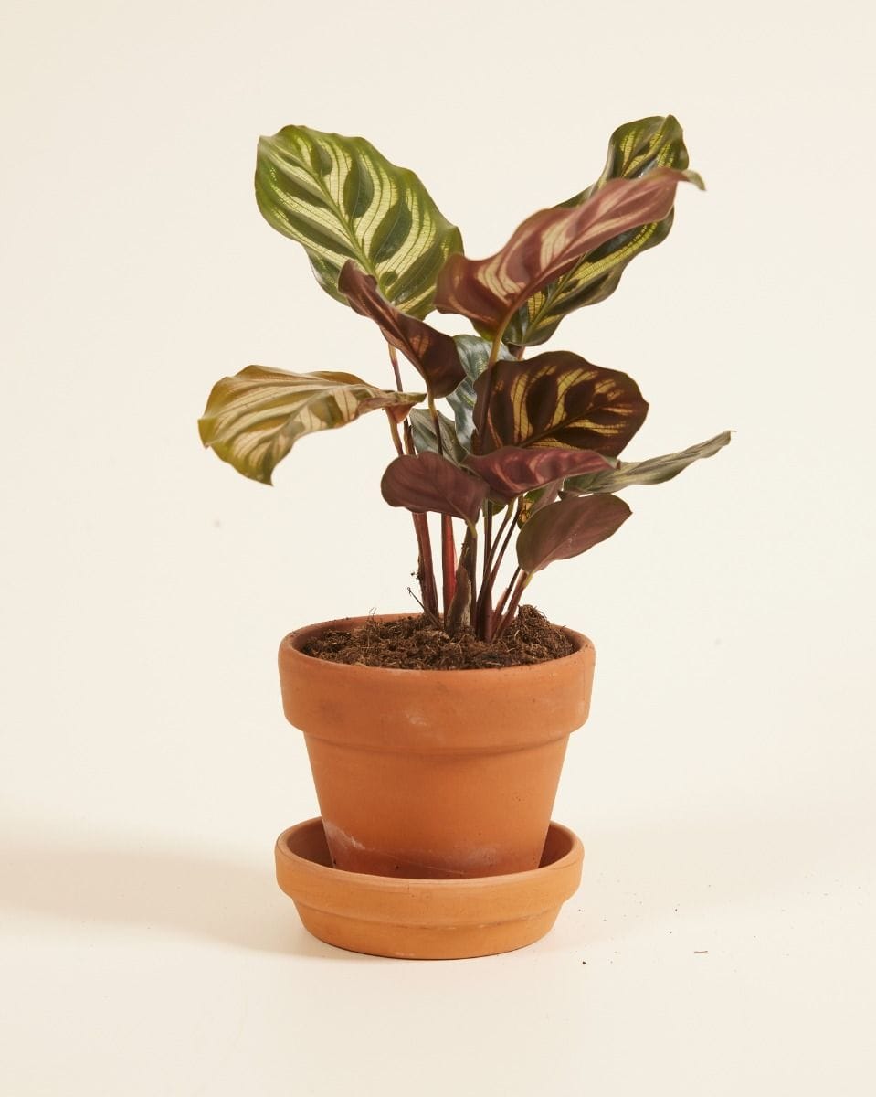 Baby Calathea Peacock plant Makoyana