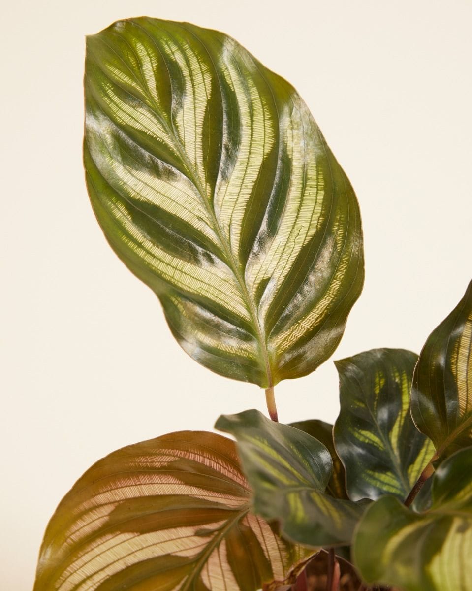 Baby Calathea Peacock plant Makoyana