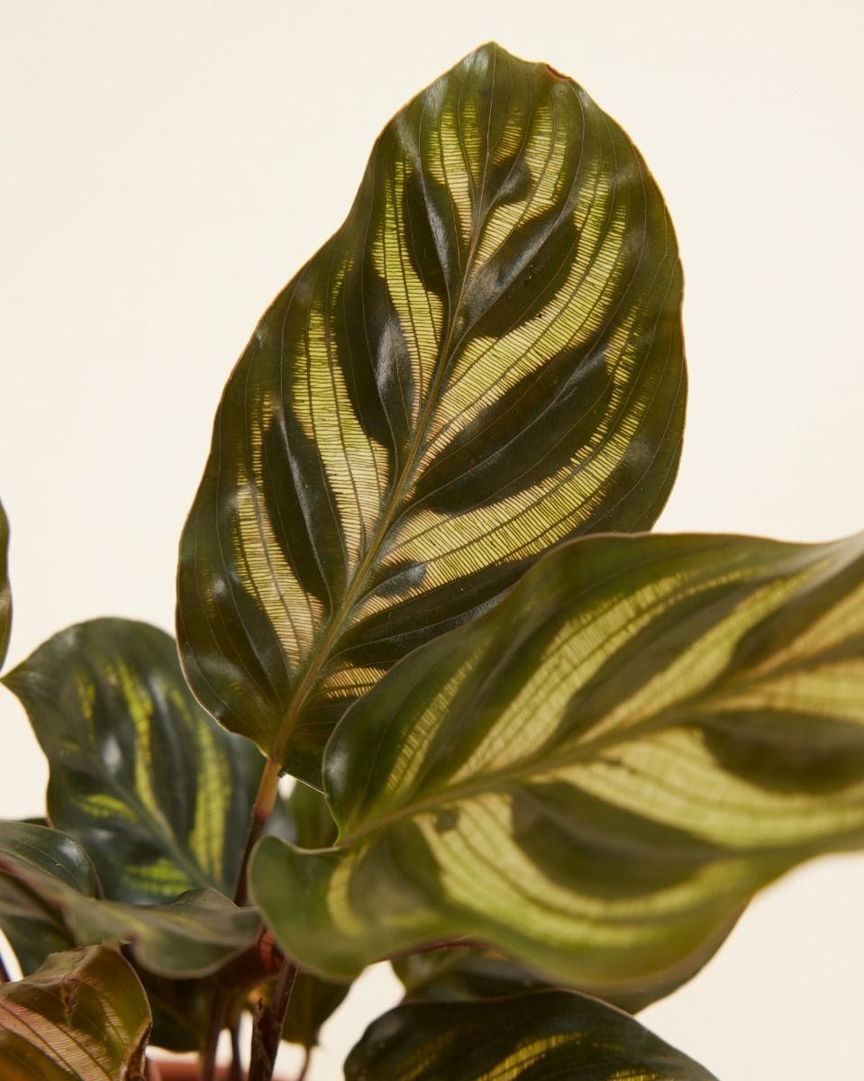 Baby Calathea Peacock plant Makoyana
