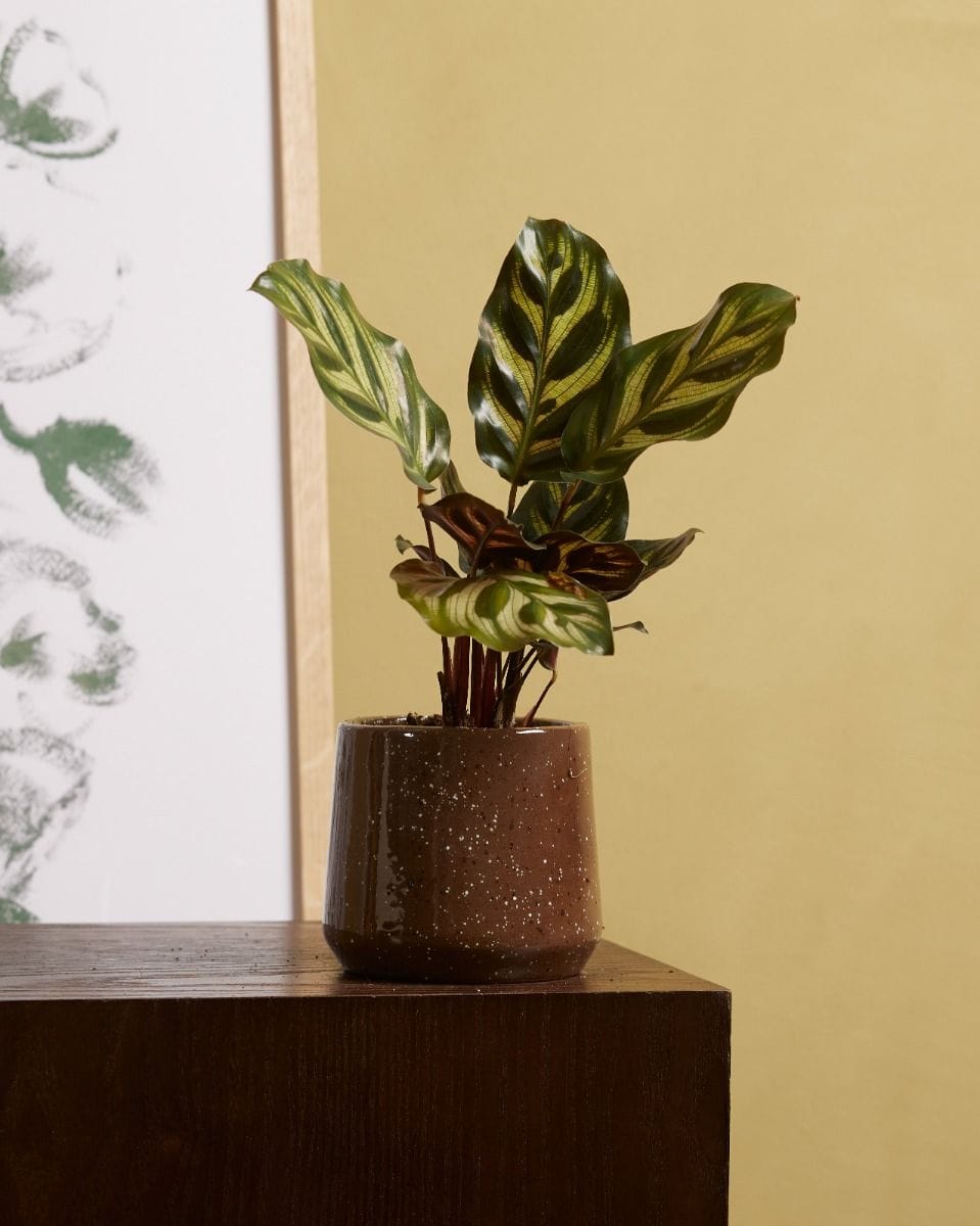Baby Calathea Peacock plant Makoyana