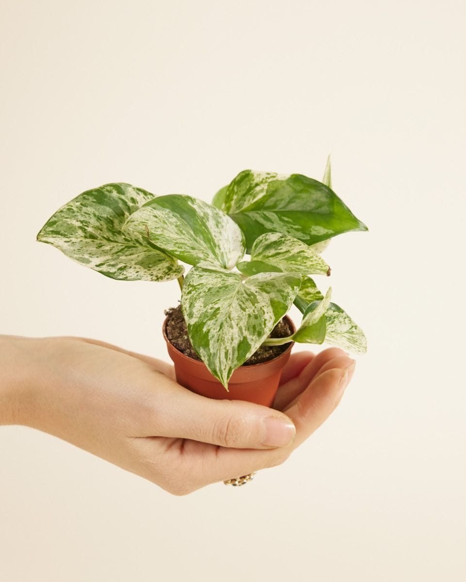 Baby Epipremnum Pothos Aureum Marble Queen