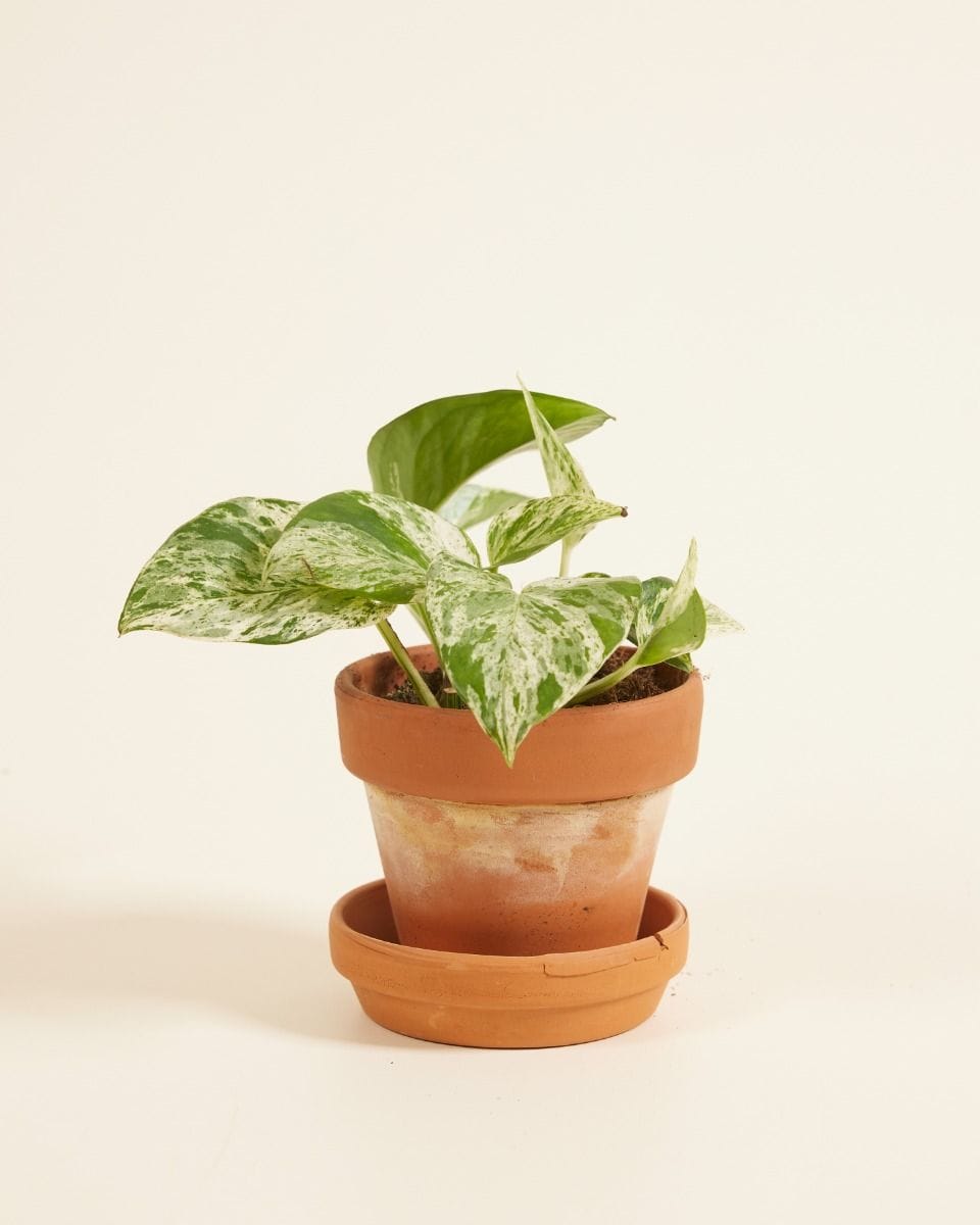 Baby Epipremnum Pothos Aureum Marble Queen