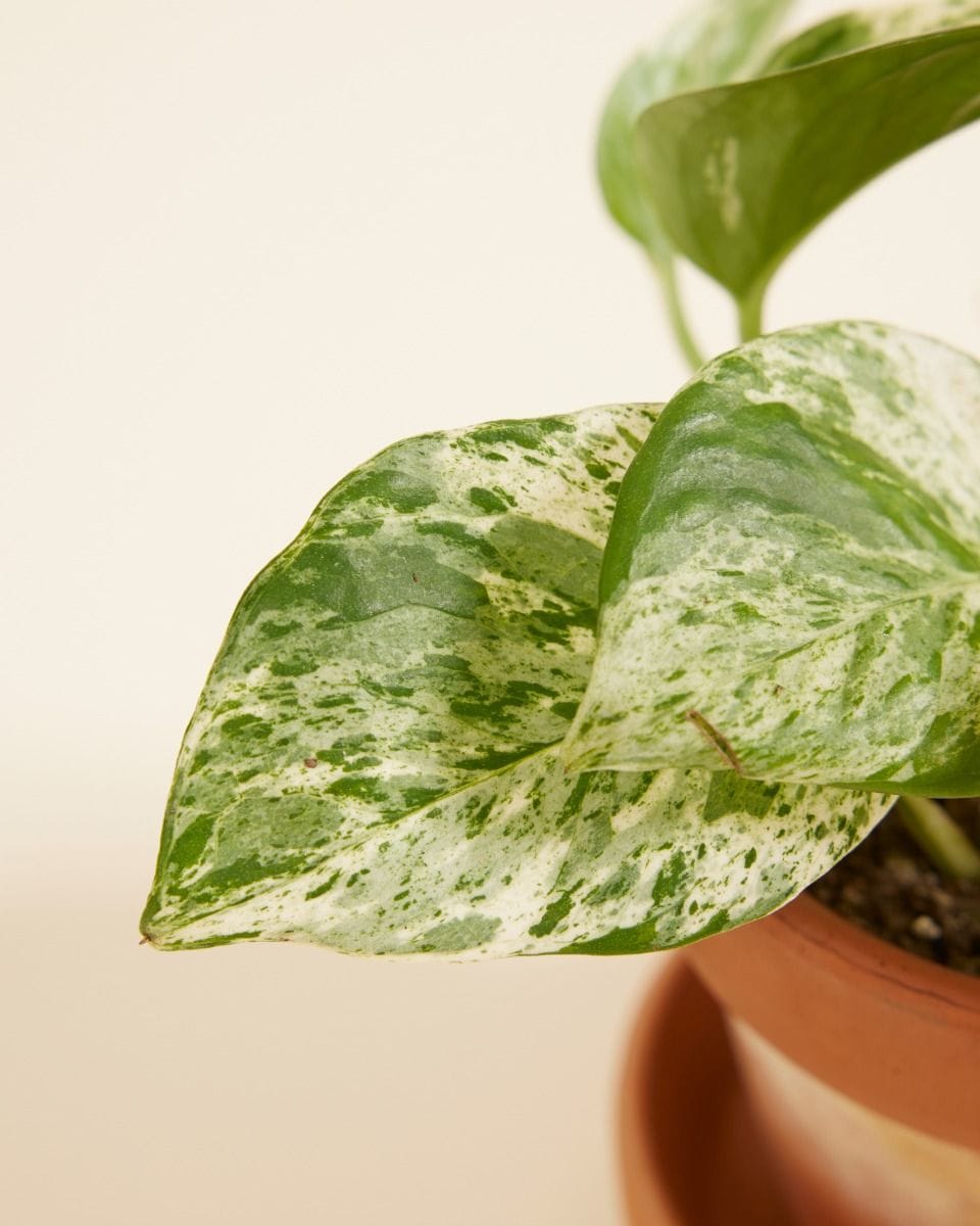 Baby Epipremnum Pothos Aureum Marble Queen