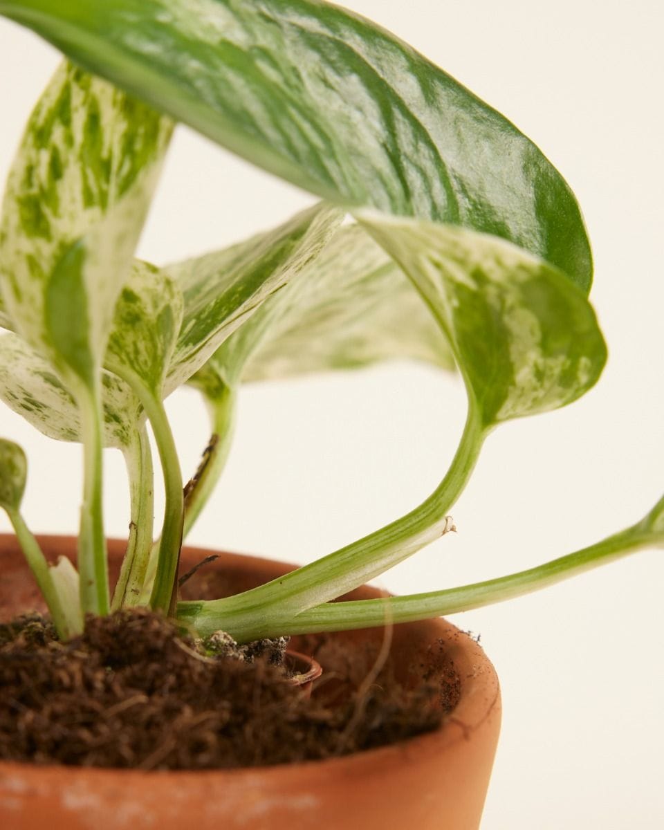 Baby Epipremnum Pothos Aureum Marble Queen