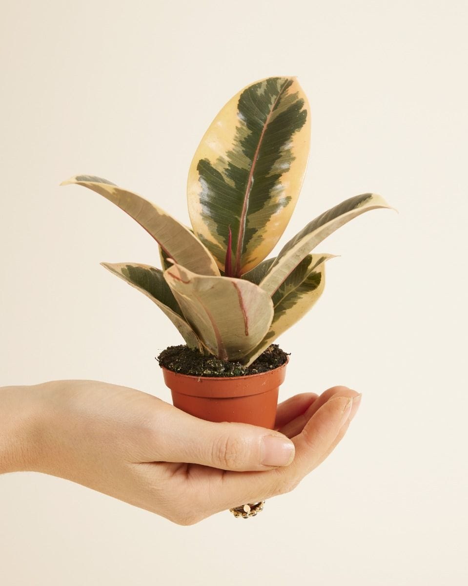 Bebé Ficus Rubber tree plant Tineke
