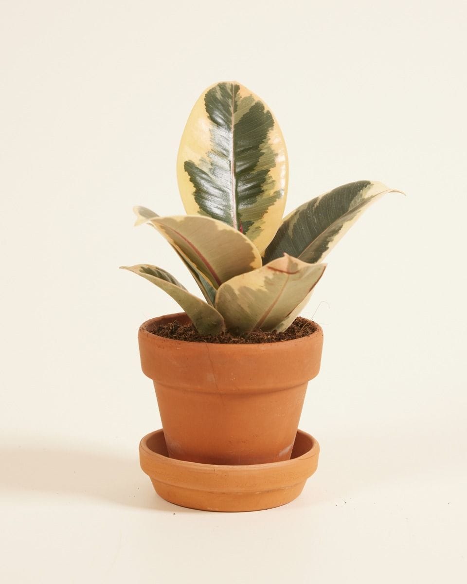Bebé Ficus Rubber tree plant Tineke