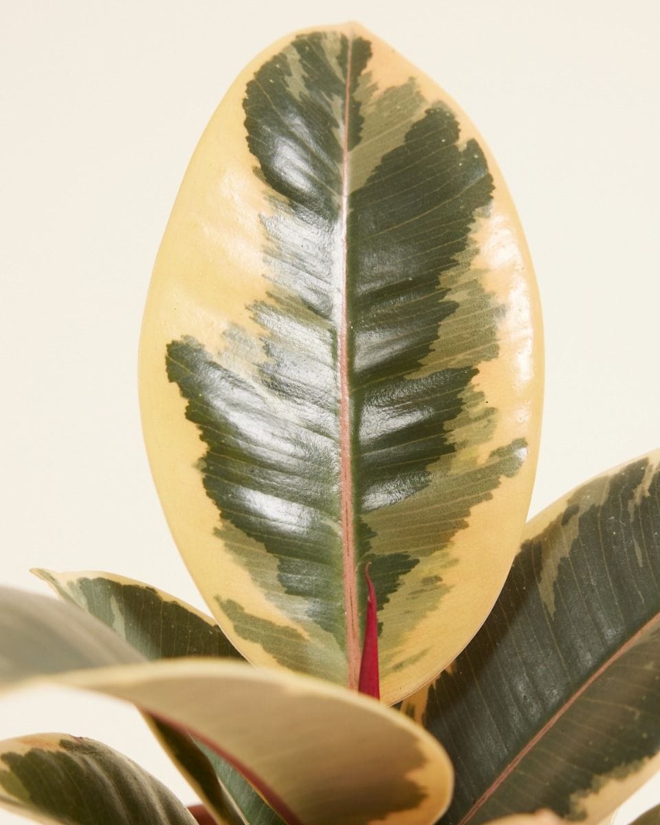 Bebé Ficus Rubber tree plant Tineke