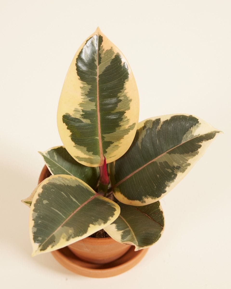 Bebé Ficus Rubber tree plant Tineke