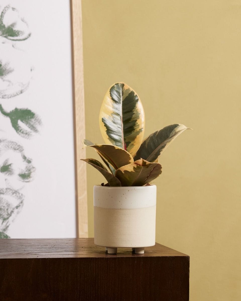 Bebé Ficus Rubber tree plant Tineke
