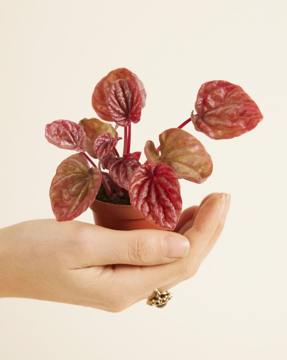 Bebé Peperomia Quito Quito