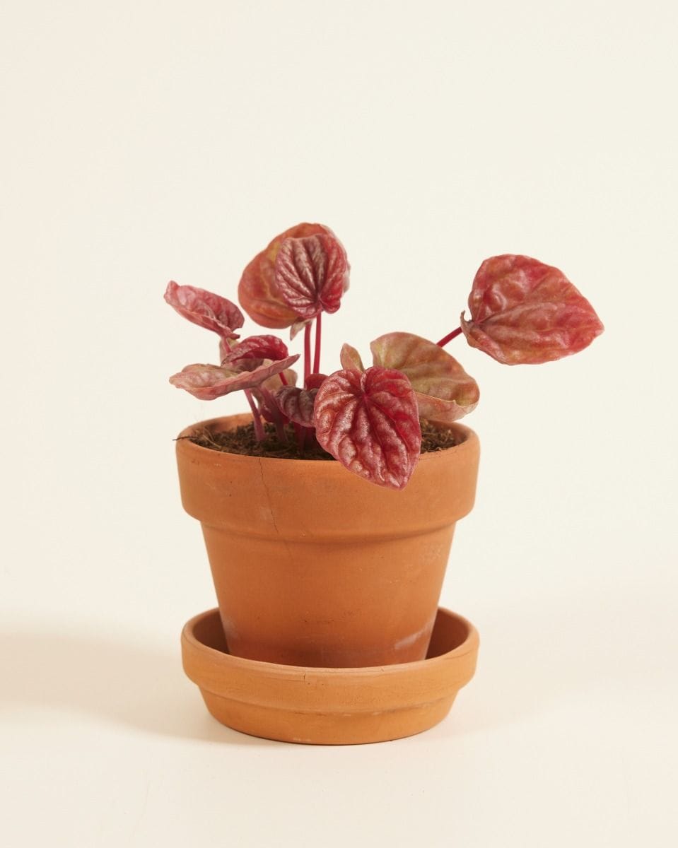 Bebé Peperomia Quito Quito