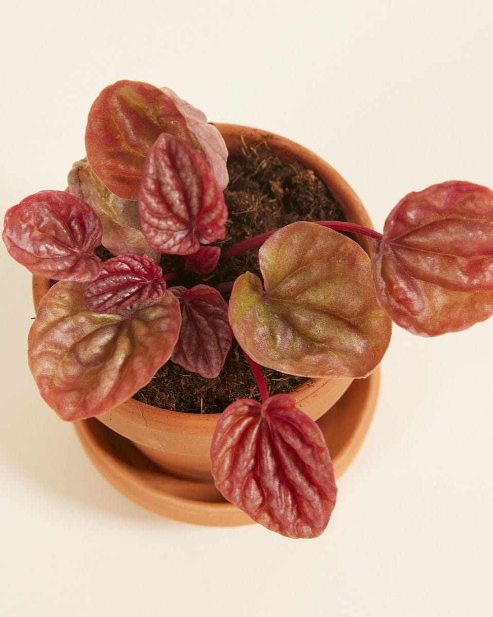 Bebé Peperomia Quito Quito