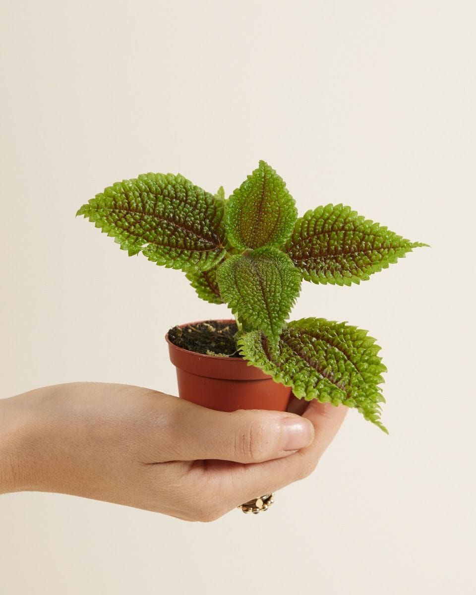 Bebé Pilea Pancake plant Moon Valley