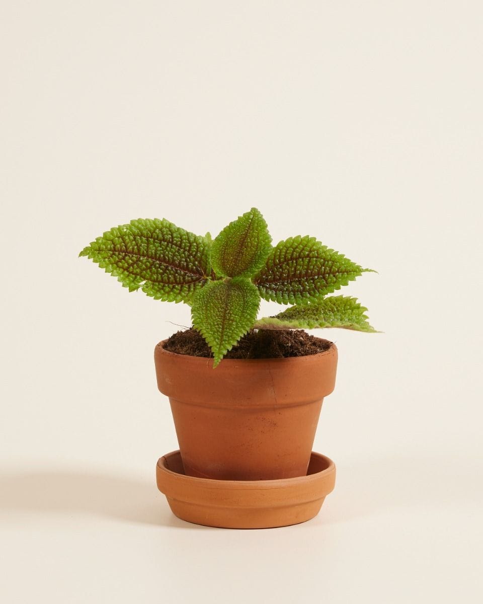Bebé Pilea Pancake plant Moon Valley