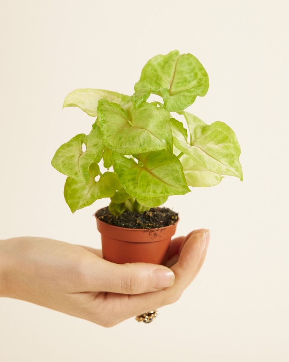 Baby Syngonium Golden Allusion