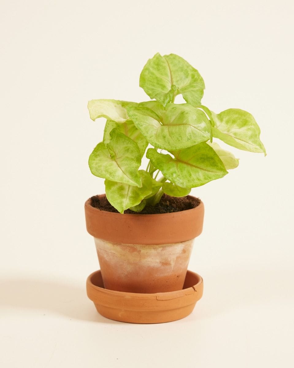 Baby Syngonium Golden Allusion