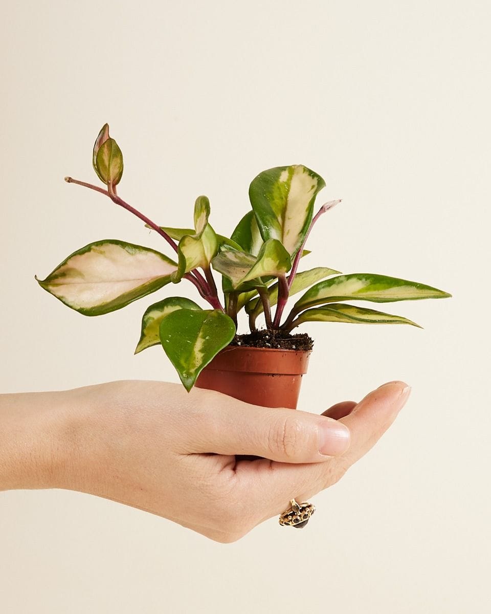 Bebé Hoya Wax plant Carnosa Tricolor