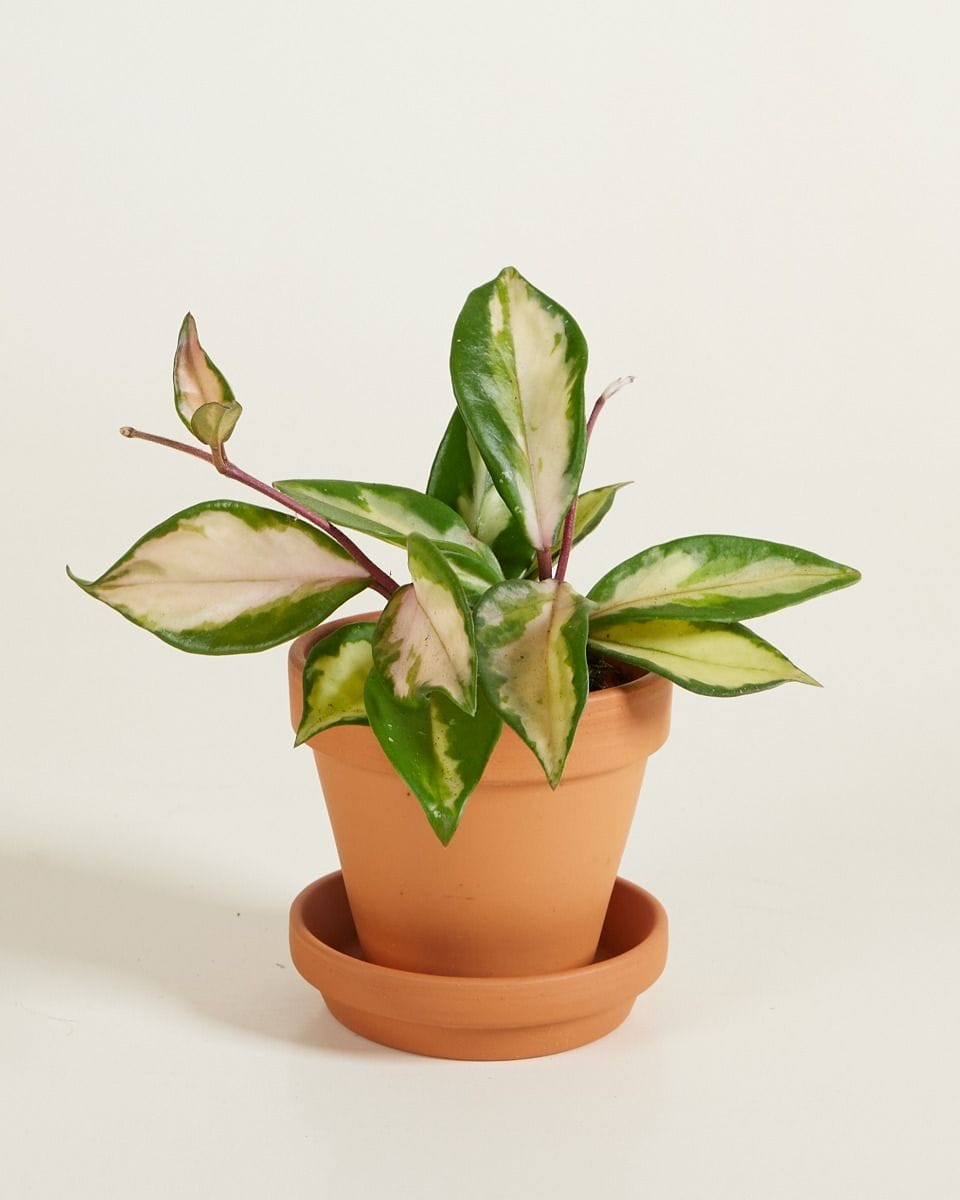 Bebé Hoya Wax plant Carnosa Tricolor