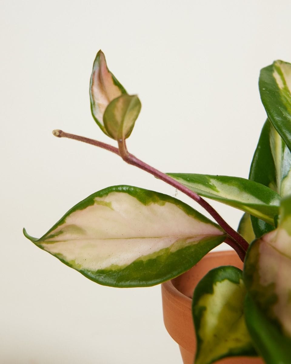 Bebé Hoya Wax plant Carnosa Tricolor